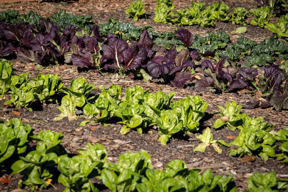 A Kinder Approach to Iron, B12 And The Nutrients Worth Testing, Made Simple