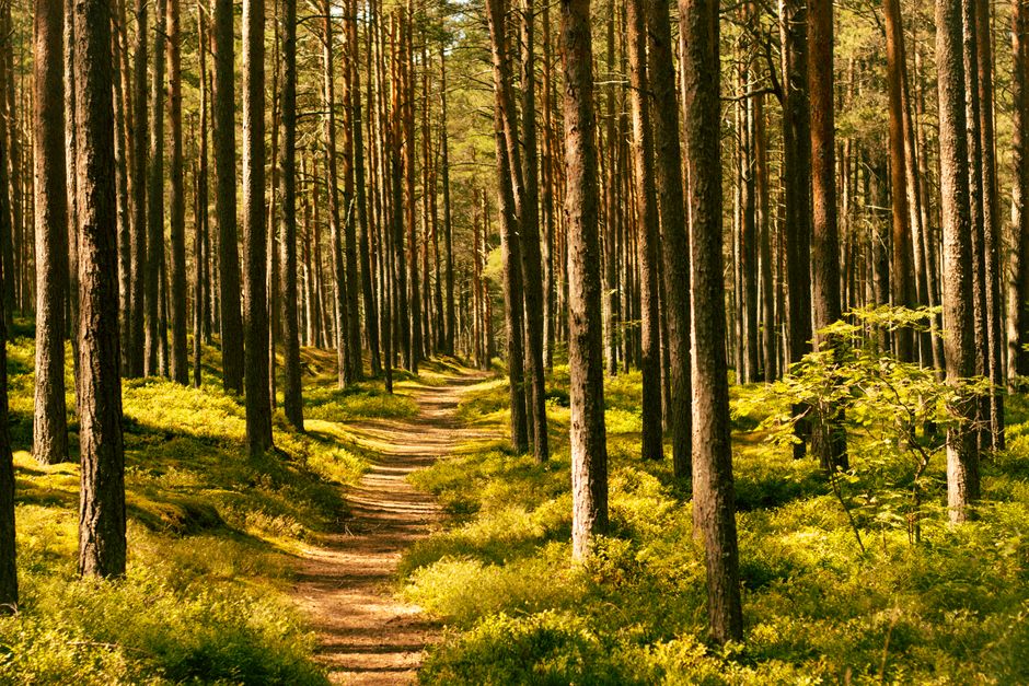 Getting Started With Walking: The Most Underrated Exercise