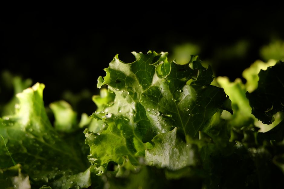 Magnesium: Why So Many People Run Short: A Beginner's Guide