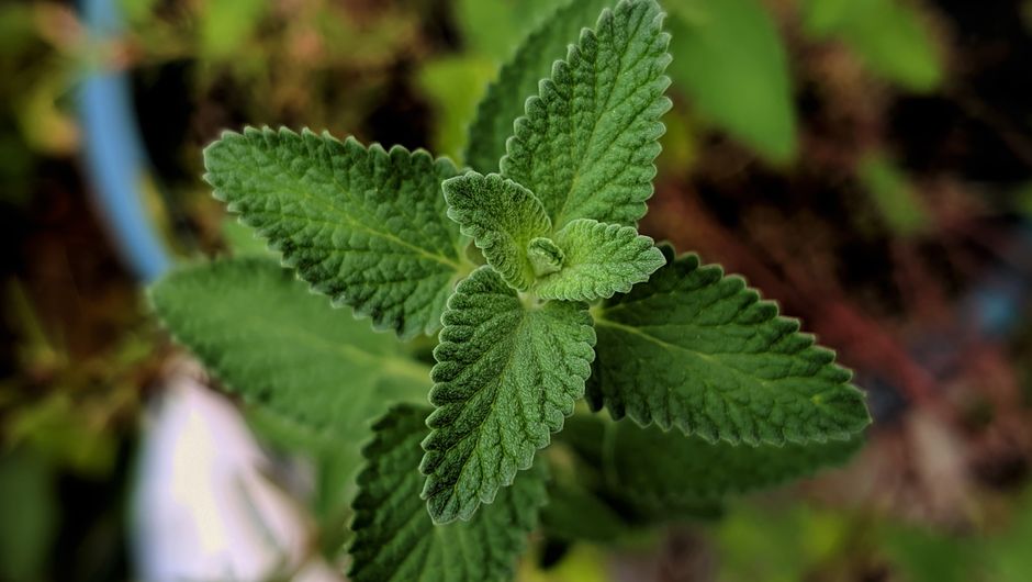 Making Sense of Herbs And Botanicals: A Cautious Look, in Plain Language