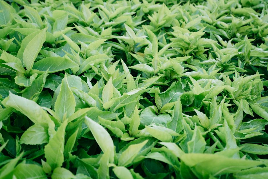 Probiotics In Plain Language: The Short Version