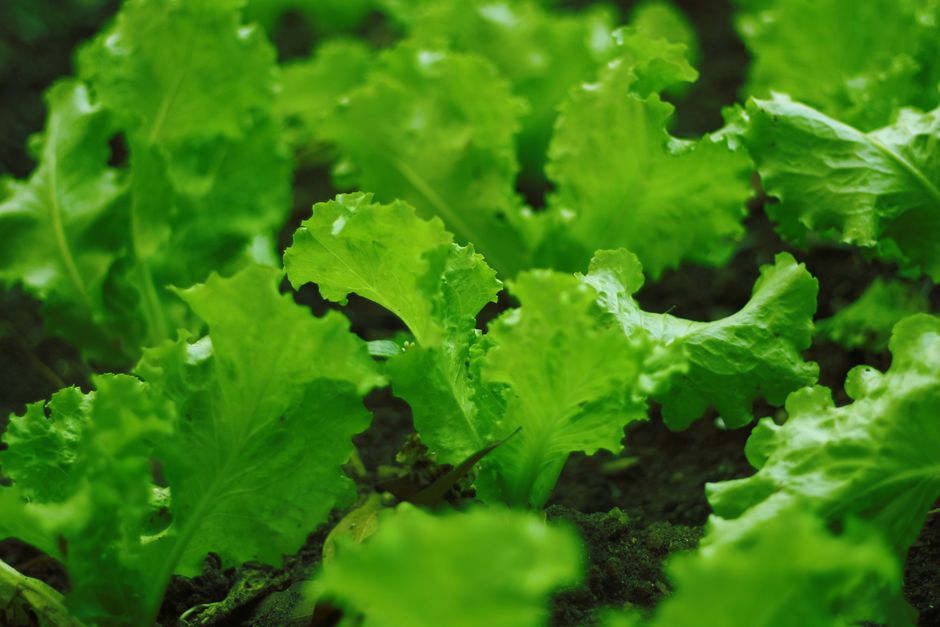 Small Wins With Probiotics In Plain Language, the Honest Way